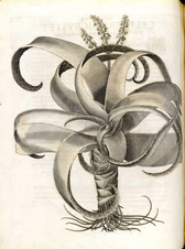 Hortus_Aloe